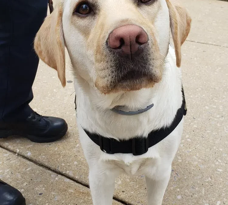 Say Hello to Downtown York’s Newest Four-Legged Friend, Victory!